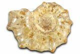 Jurassic Ammonite (Euaspidoceras) Fossil - Madagascar #349163-1